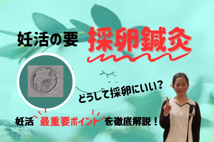 採卵のスケジュールに向けての妊活鍼灸とは|質の良い卵子を育てる